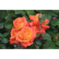 Rosier orange polyantha  - orange sensation 