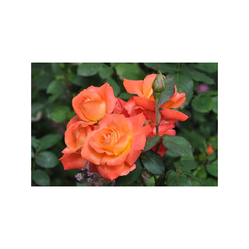 Rosier orange polyantha - orange sensation Rosier orange polyantha - orange sensation