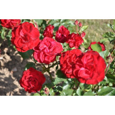 Rosier rouge polyantha - Lili Marleen