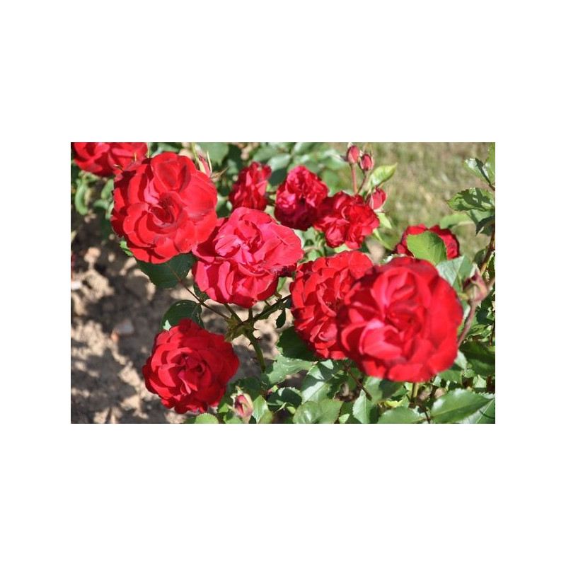 Rosier rouge polyantha - Lili Marleen
