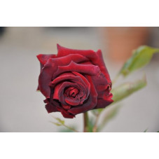 Rosier rouge noir - Black baccara