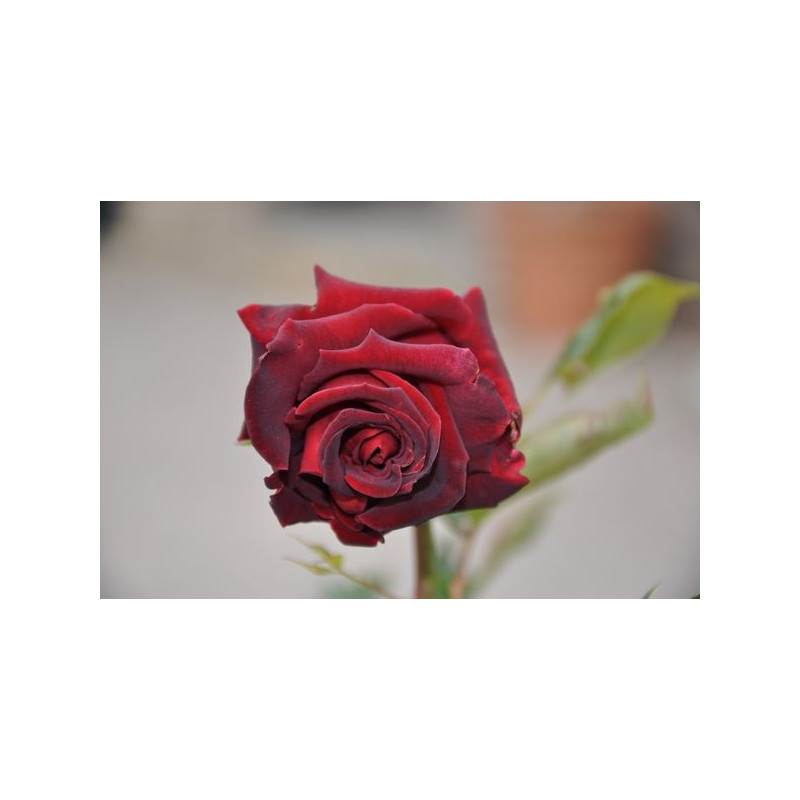 Rosier rouge noir - Black baccara