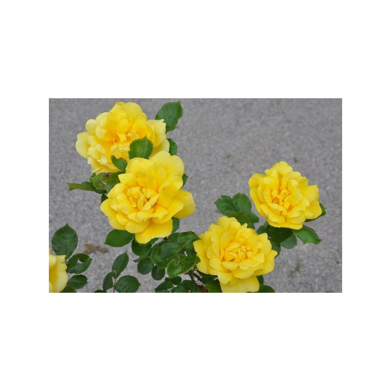 Rosier tige jaune - All gold Rosier tige jaune - All gold