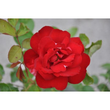 Rosier rouge polyantha - Limar