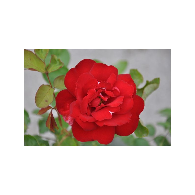 Rosier rouge polyantha - Limar