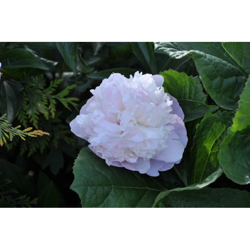 Paeonia  pivoine Duchesse de Nemours