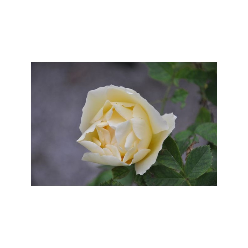 Rosier jaune arbustif - Yellow Dagmar Rosier jaune arbustif - Yellow Dagmar