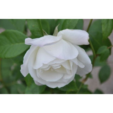 Rosier blanc polyantha  -  snow princess 