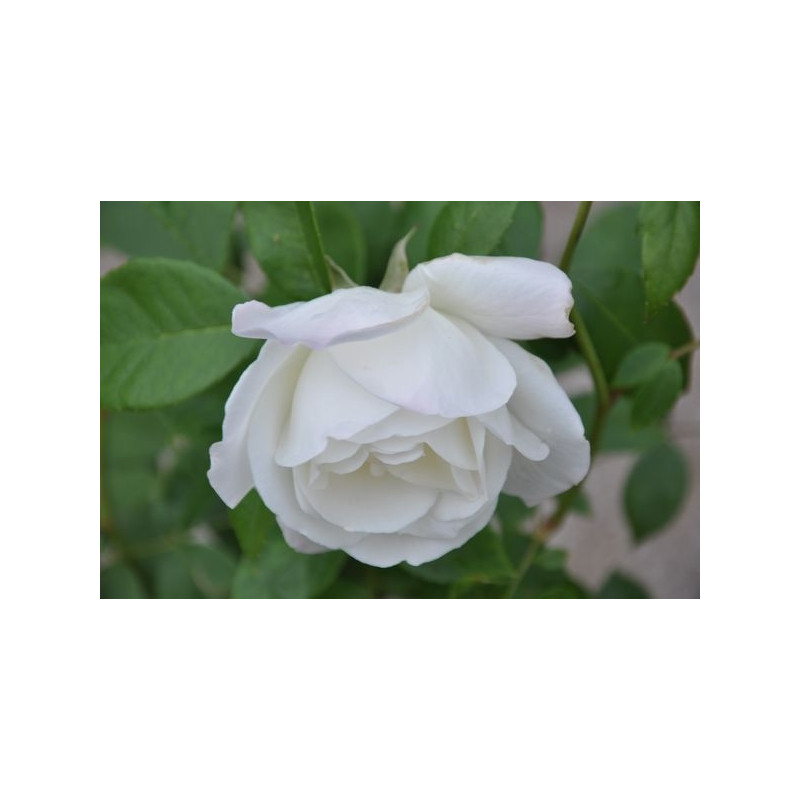 Rosier blanc polyantha - snow princess Rosier blanc polyantha - snow princess