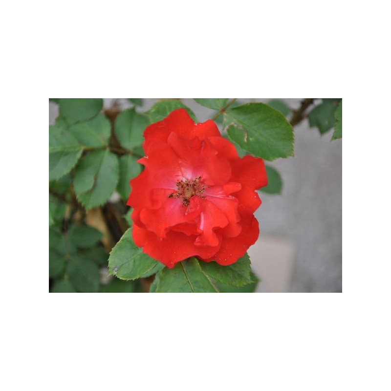 Rosier orange polyantha - diabolo Rosier orange polyantha - diabolo