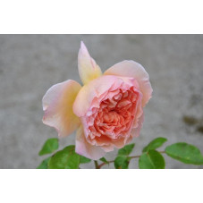 Rosier abricot grosses fleurs - Abraham Darby