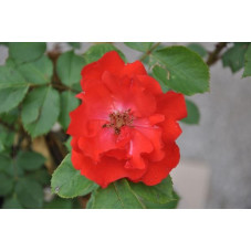 Rosier tige rouge polyantha - Diabolo