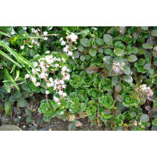 Saxifrage urbium  