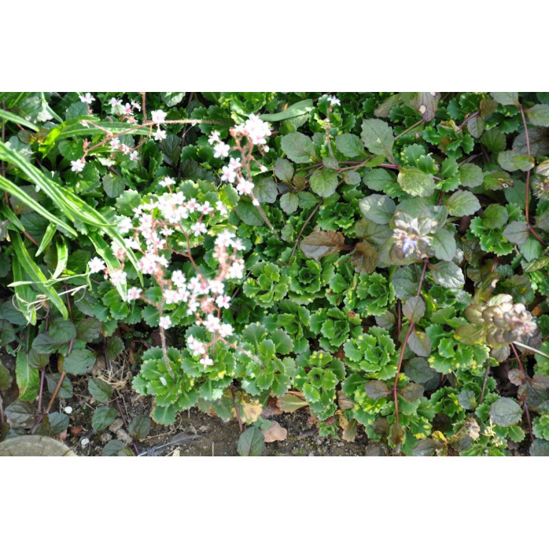 Saxifrage urbium  