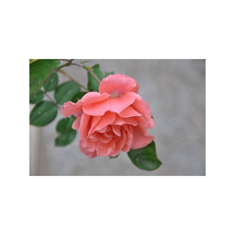 Rosier tige rose polyantha - Favorite