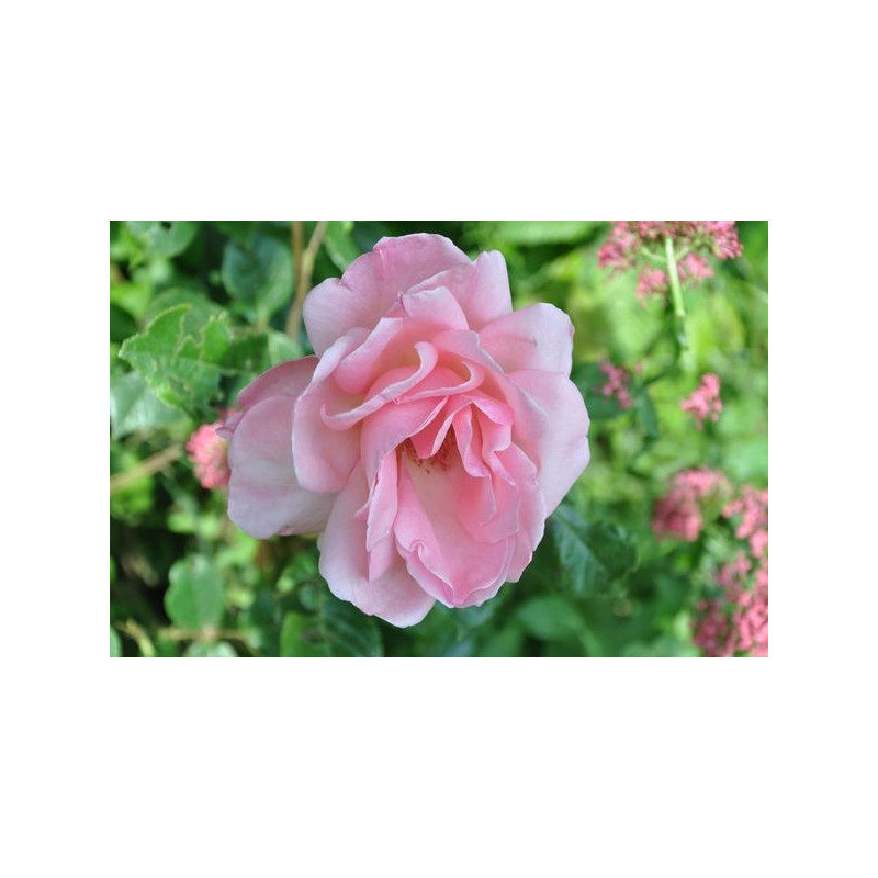 Rosier rose à grosses fleurs  - Queen Elisabeth