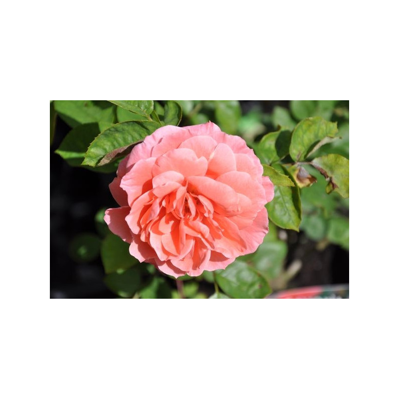 Rosier rose polyantha - favorite Rosier rose polyantha - favorite