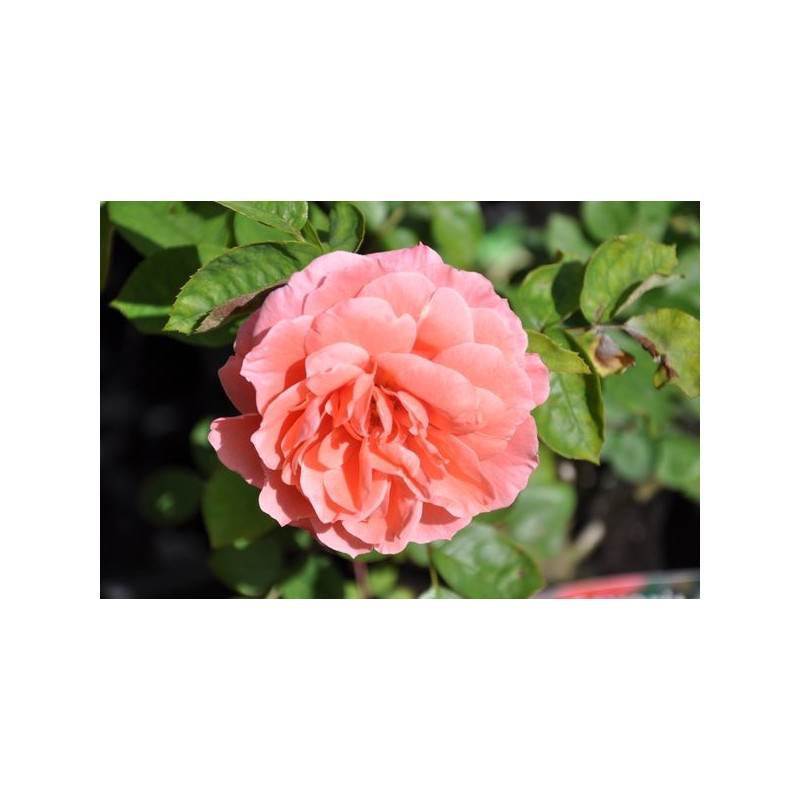 Rosier rose polyantha  - favorite 