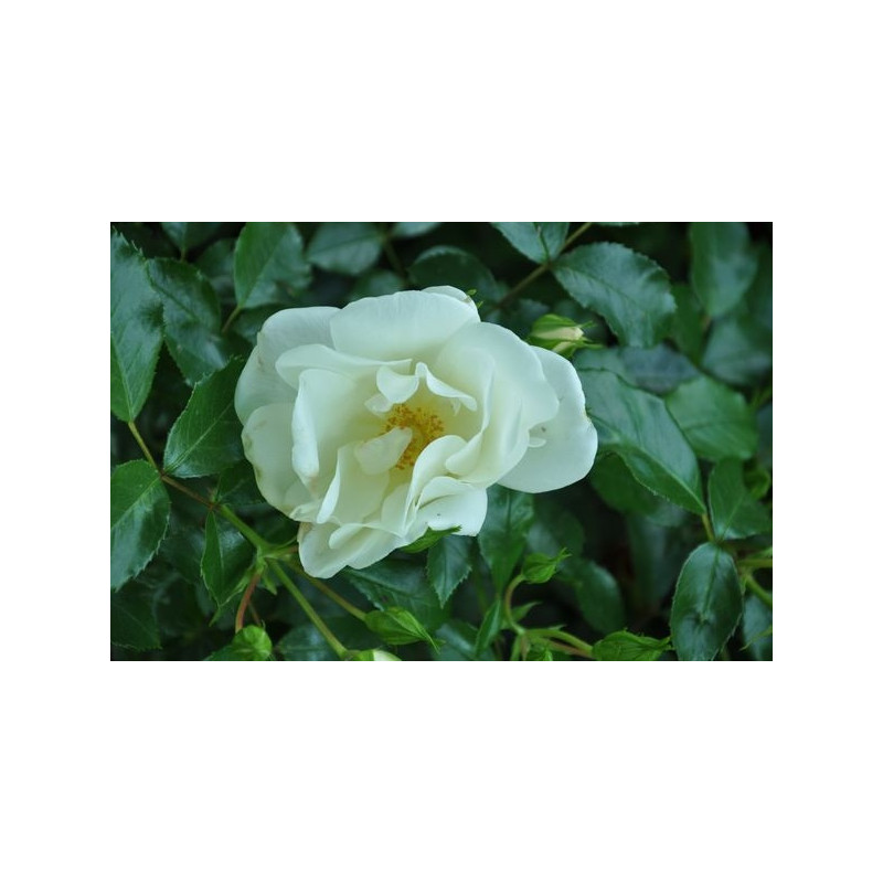 Rosier couvre sol " swany " blanc Rosier couvre sol " swany " blanc