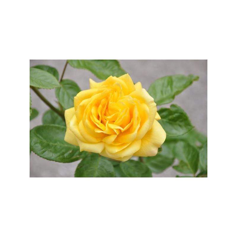 Rosier jaune polyantha - arthur bell Rosier jaune polyantha - arthur bell