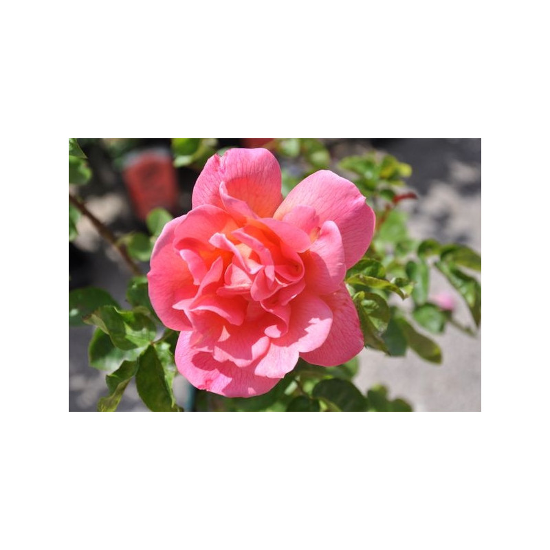 Rosier saumon grosses fleurs - Zambra Rosier saumon grosses fleurs - Zambra
