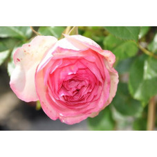 Rosier rose grosses fleurs - Pierre de Ronsard
