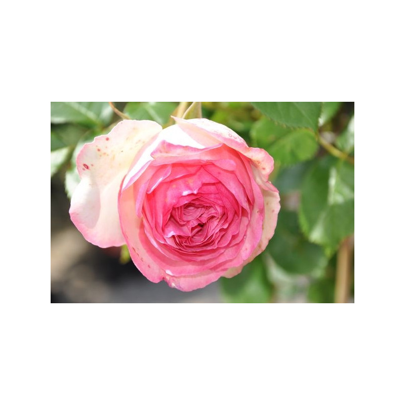 Rosier rose grosses fleurs - Pierre de Ronsard Rosier rose grosses fleurs - Pierre de Ronsard