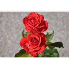 Rosier rouge polyantha - Windekind