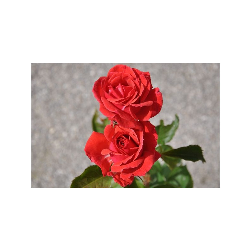 Rosier rouge polyantha - Windekind Rosier rouge polyantha - Windekind
