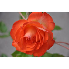 Rosier tige rouge polyantha - Marieken