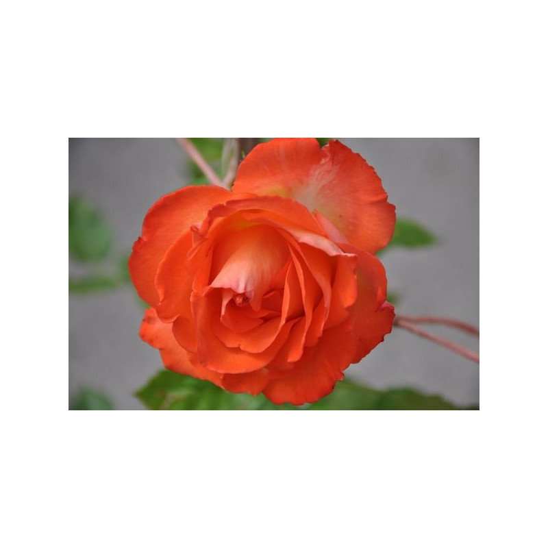 Rosier tige rouge polyantha - Marieken