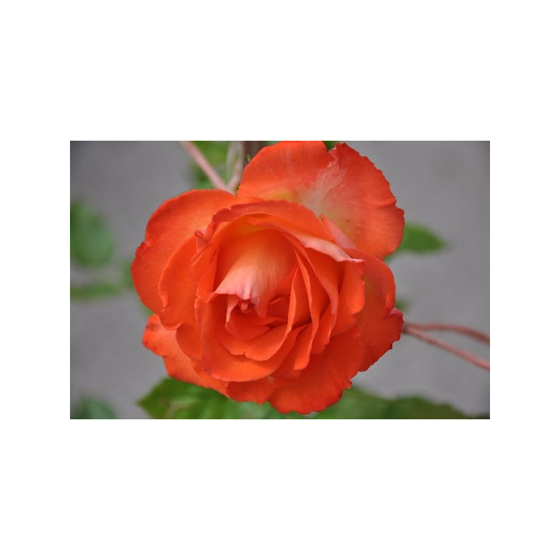 Rosier tige rouge polyantha - Marieken Rosier tige rouge polyantha - Marieken