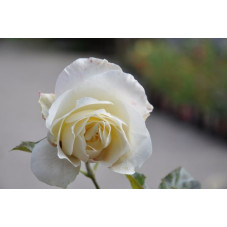 Rosier blanc à grosses fleurs - White symphony