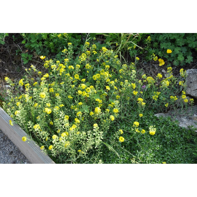 Alyssum saxatile