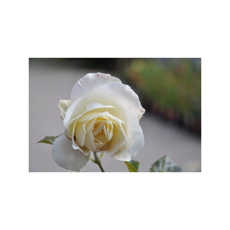 Rosier tige blanc - White symphony Rosier tige blanc - White symphony