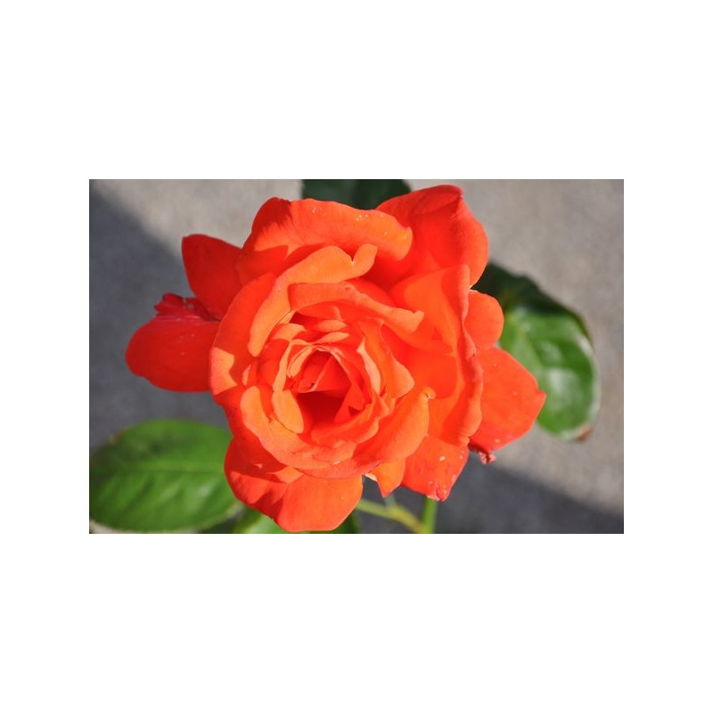 Rosier orange à grosses fleurs - Joro Rosier orange à grosses fleurs - Joro