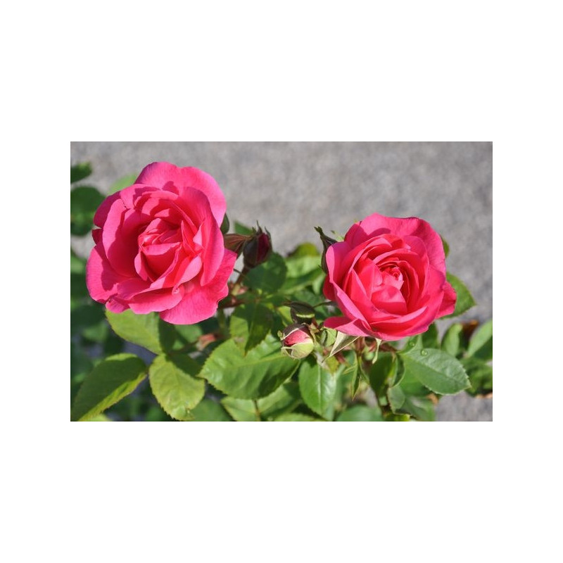 Rosier rose polyantha  - melrose 