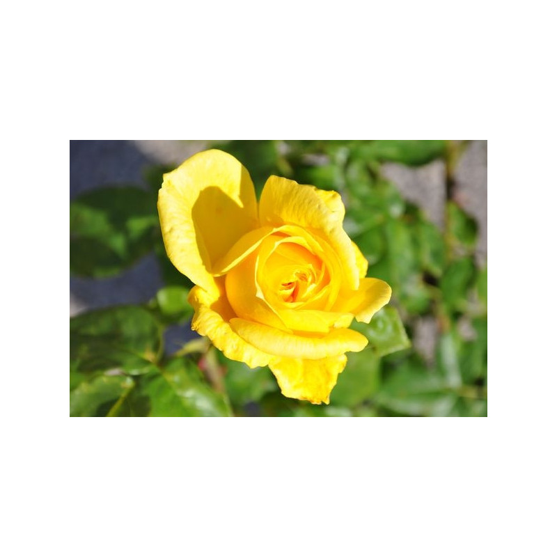 Rosier jaune polyantha - Lora