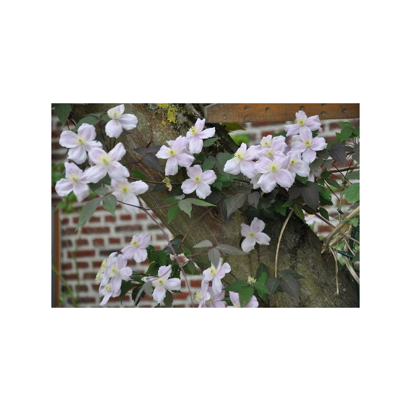 Clematis montana superba