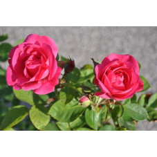 Rosier tige rose - Melrose