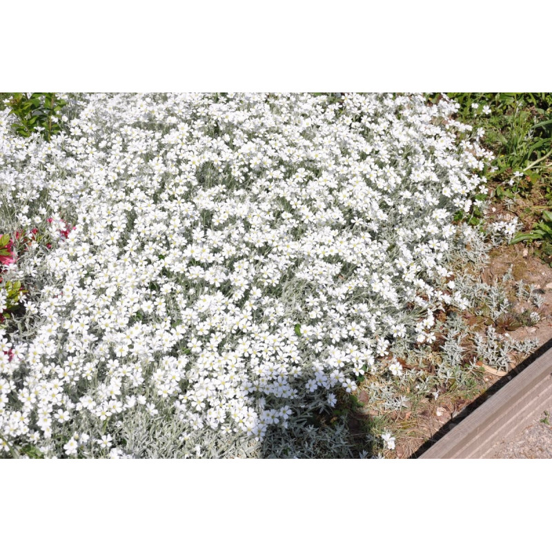 Cerastium tomentosum