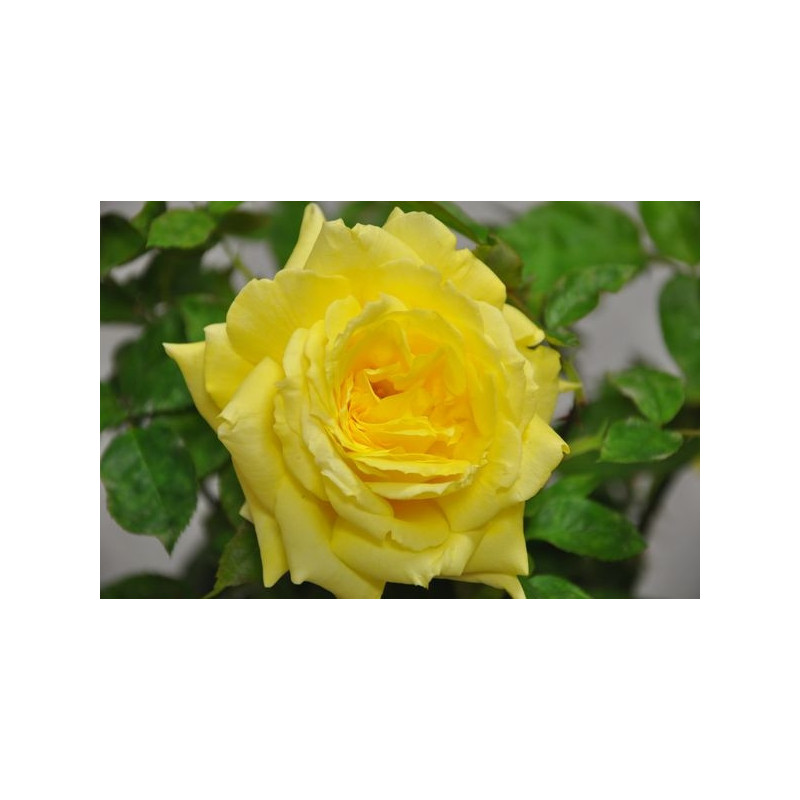 Rosier tige jaune - Goldstar Rosier tige jaune - Goldstar