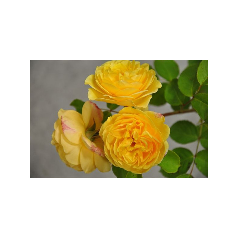 Rosier jaune grosses fleurs - Graham Thomas Rosier jaune grosses fleurs - Graham Thomas