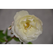 Rosier grimpant blanc rose - snow princess Climbing