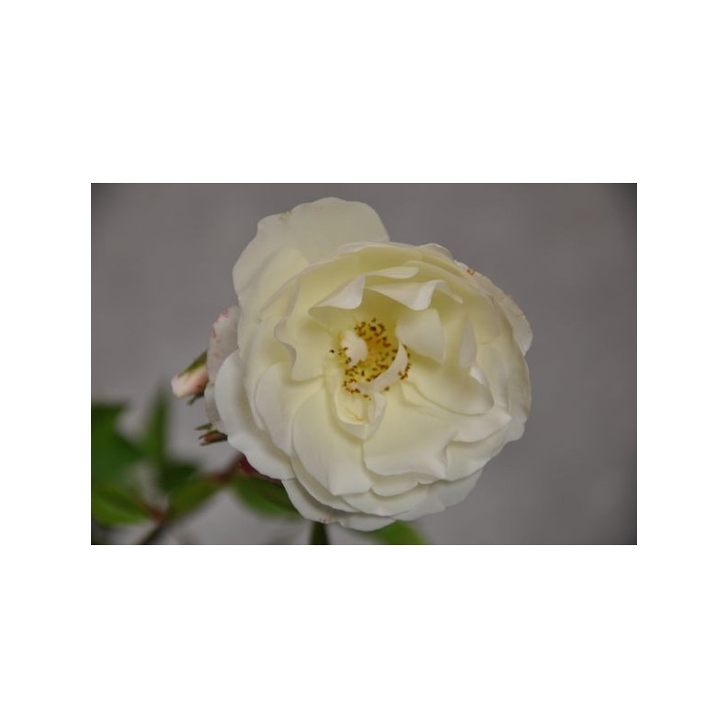 Rosier grimpant blanc rose - snow princess Climbing