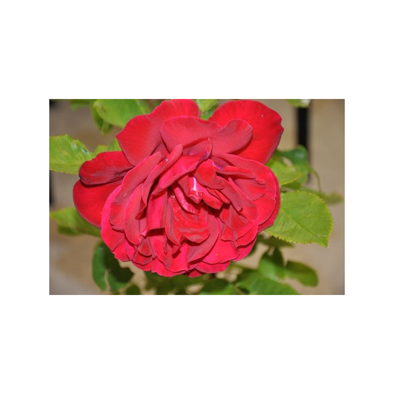 Rosier rouge grosses fleurs - Sénateur burda - Victor hugo Rosier rouge grosses fleurs - Sénateur burda - Victor hugo