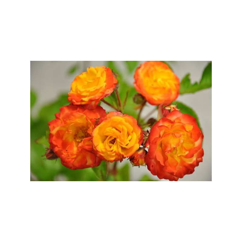 Rosier rouge orange polyantha - Rumba