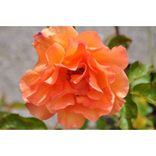 Rosier orange grosses fleurs - Doris tysterman