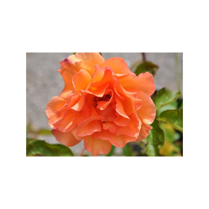 Rosier orange grosses fleurs - Doris tysterman