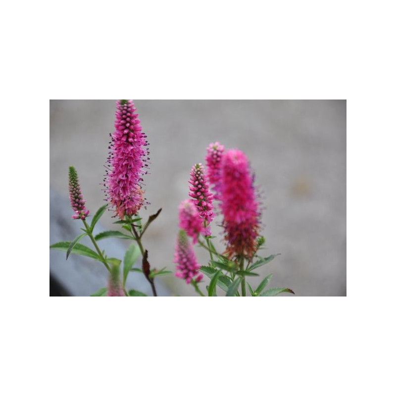 Véronique - veronica spicata heidekind Véronique - veronica spicata heidekind
